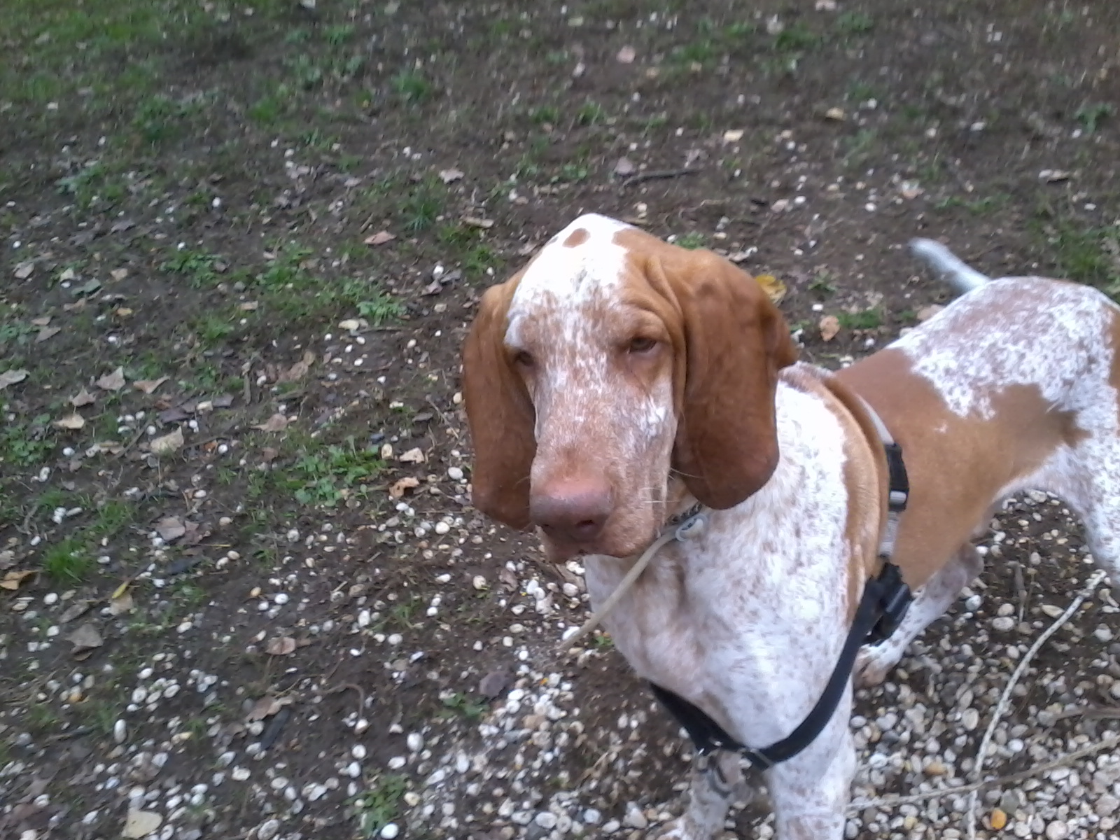 UBALDO - 31/03/2012